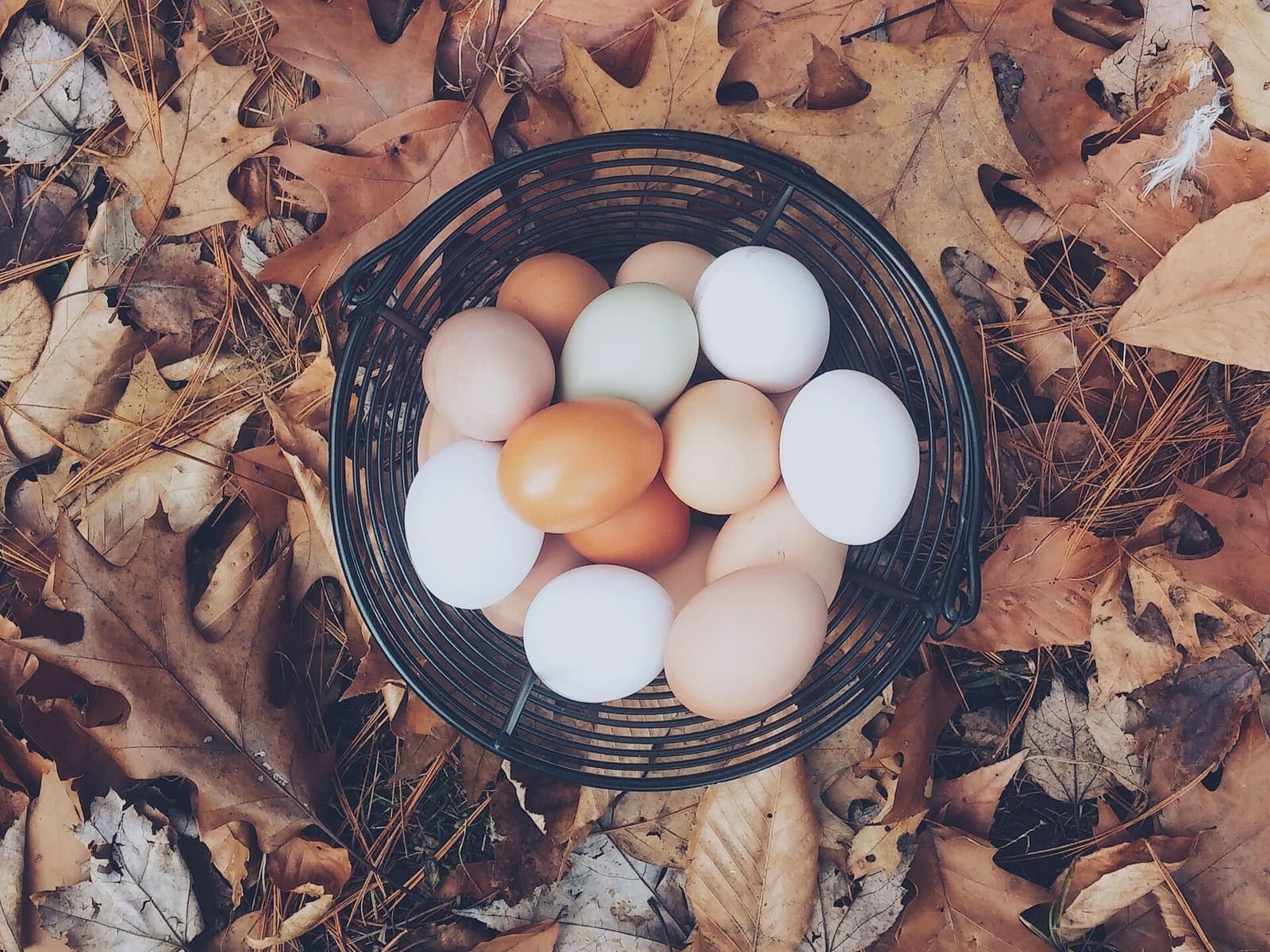 Fresh country eggs collected from the farm