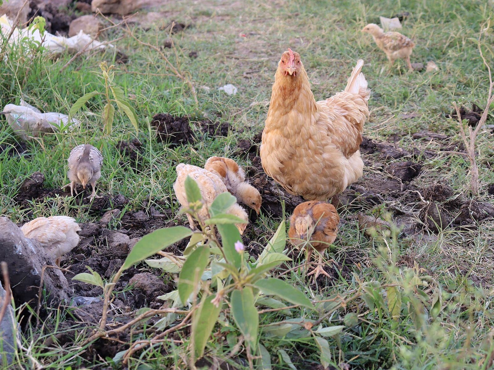 Hens and chicks roaming free on the farm